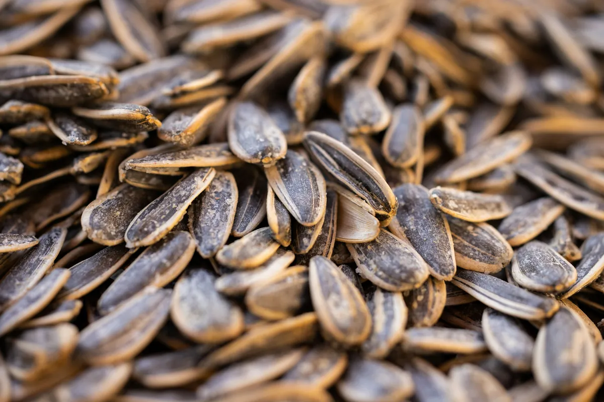 Close-up of a pile of striped sunflower seeds in their shells