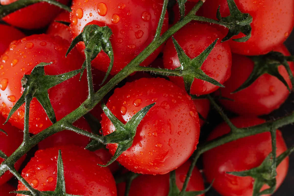 Ripe red cherry tomatoes on the vine with water droplets