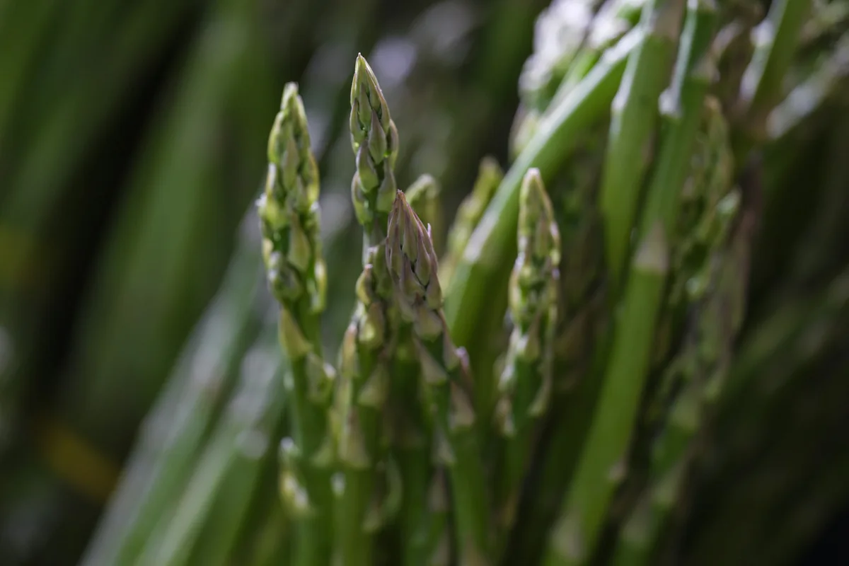 Close-up of fresh green asparagus tips standing upright against a soft green background