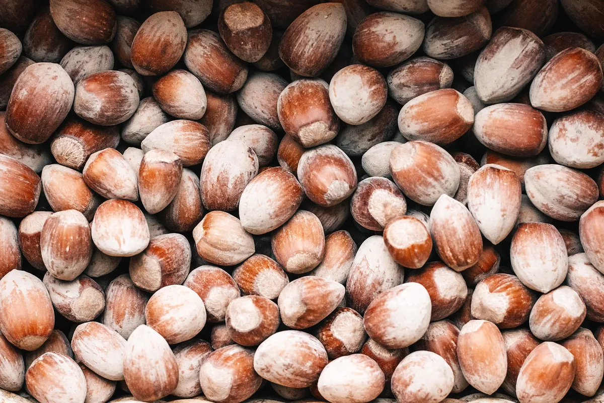 A close-up of raw hazelnuts in their brown shells