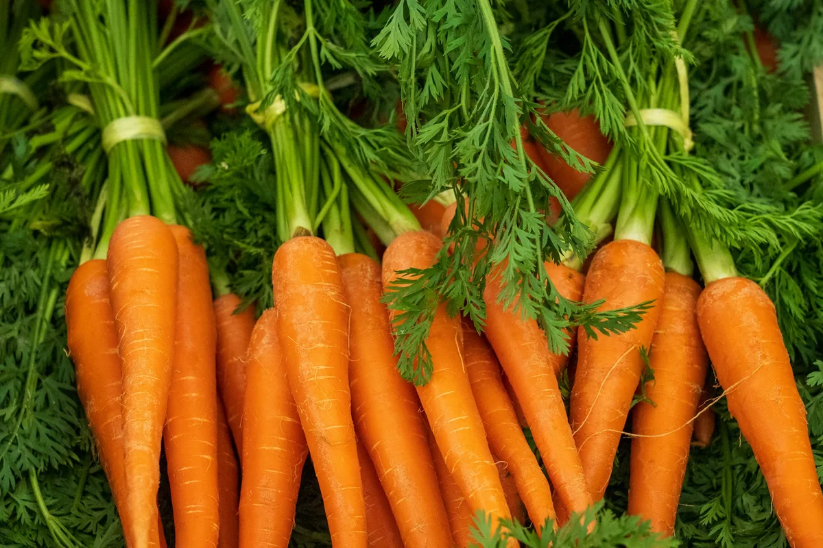 Bunches of fresh orange carrots with feathery green leaves at a market