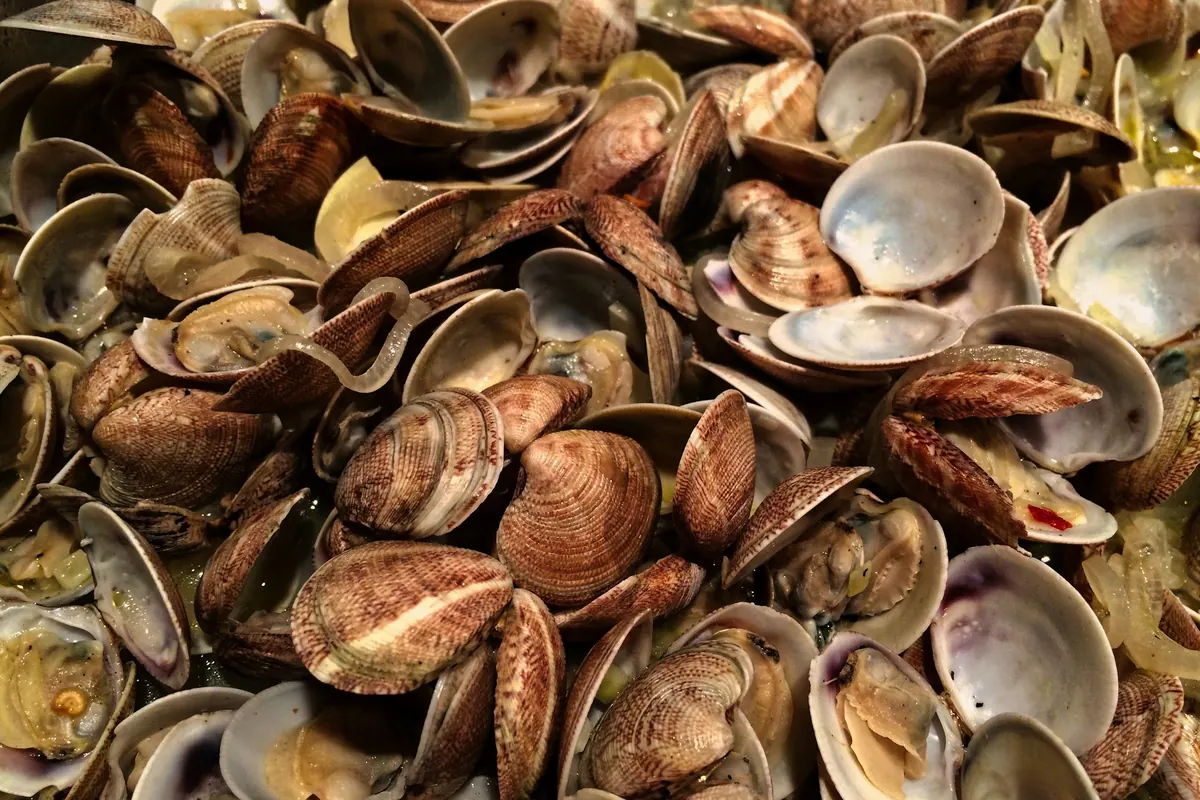 Close-up of a pan full of cooked clams with open shells with sliced onion in a light broth