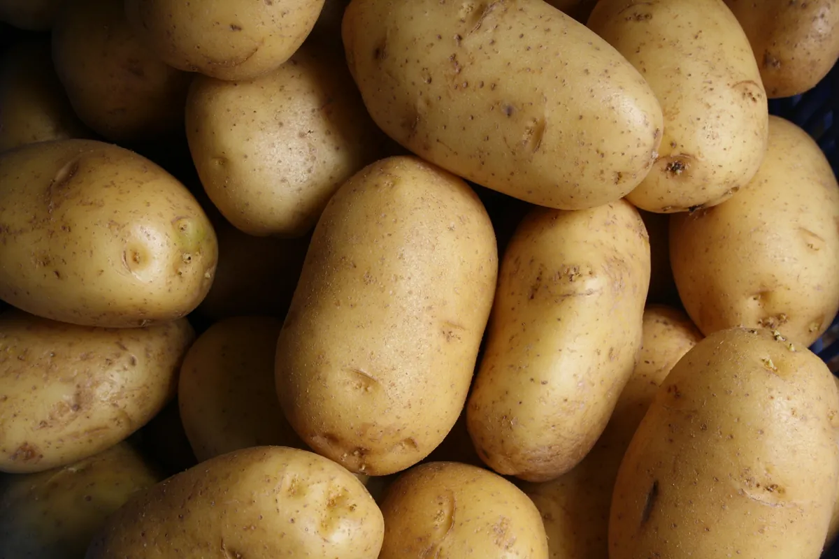 A heap of raw yellow potatoes with dusty skins