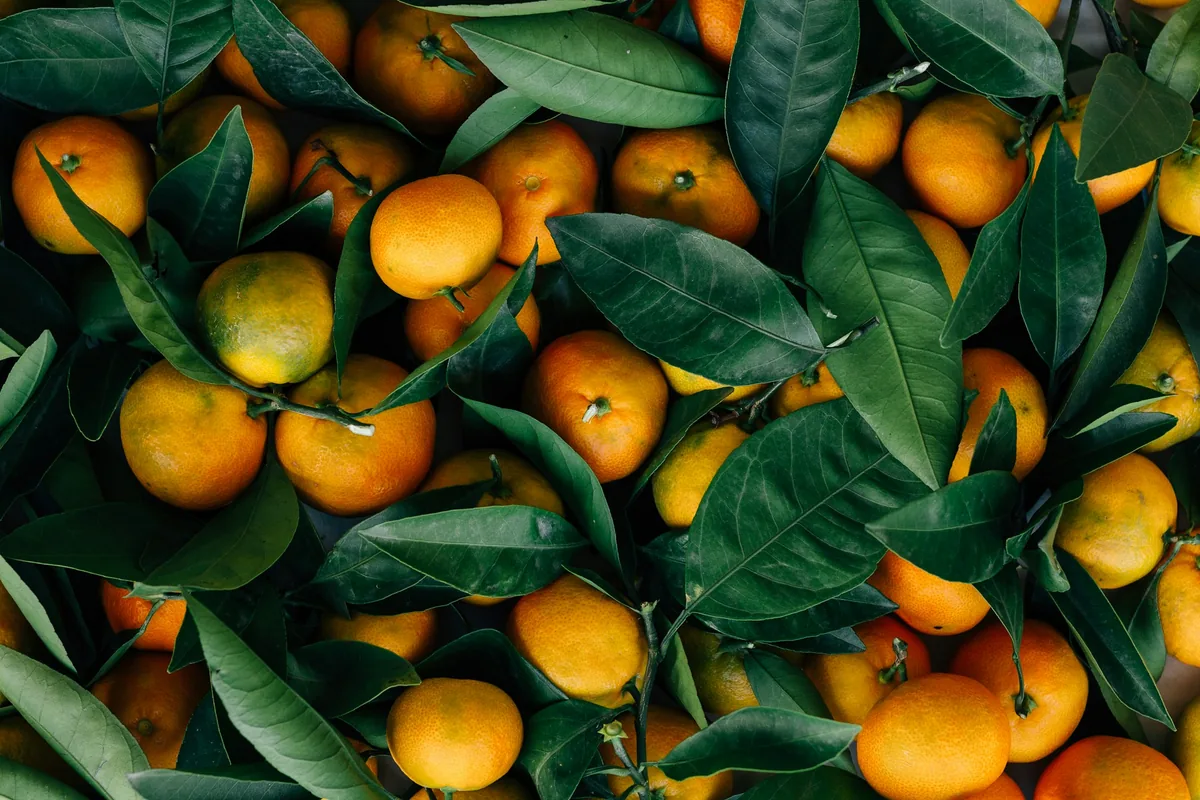 Freshly picked mandarin oranges with glossy green leaves