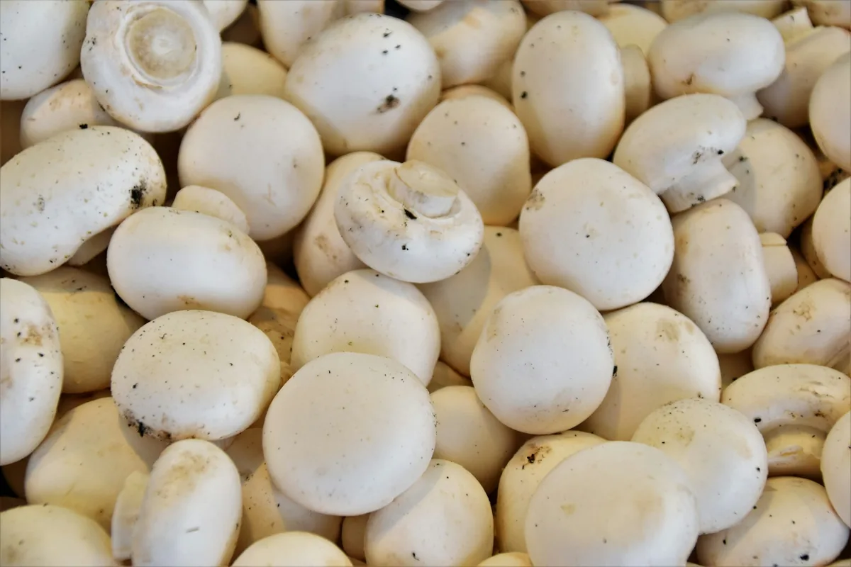 A pile of fresh white button mushrooms at a market